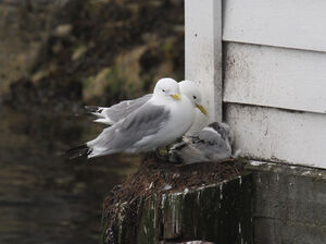 Mouette tridactyle 
&copy; Olivier Laporte