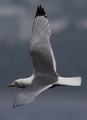 Mouette tridactyle 
&copy; Olivier Laporte