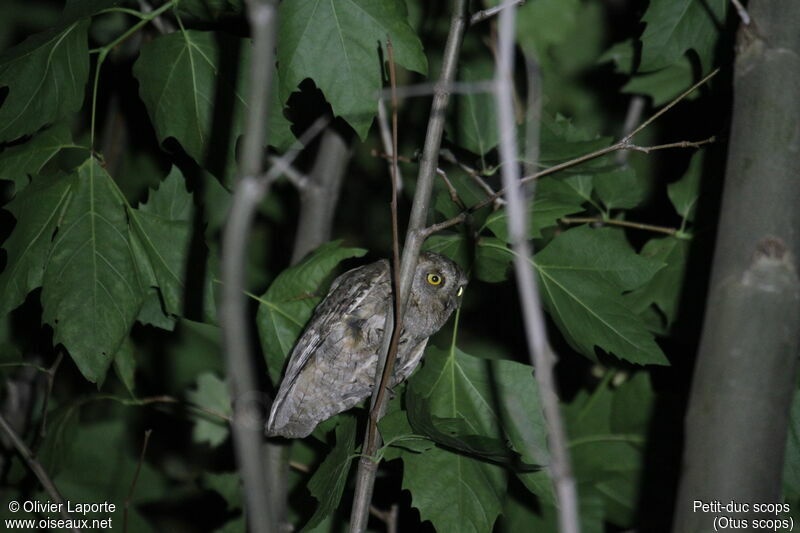 Eurasian Scops Owl male