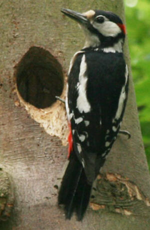 Great Spotted Woodpecker 
&copy; Olivier Laporte