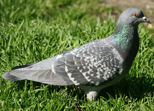 Pigeon biset 
&copy; Olivier Laporte