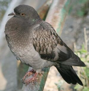 Pigeon biset 
&copy; Olivier Laporte