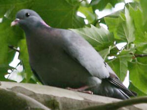 Pigeon colombin 
&copy; Olivier Laporte