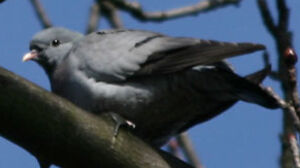 Pigeon colombin 
&copy; Olivier Laporte