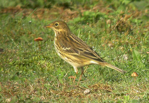 Meadow Pipit 
&copy; Olivier Laporte