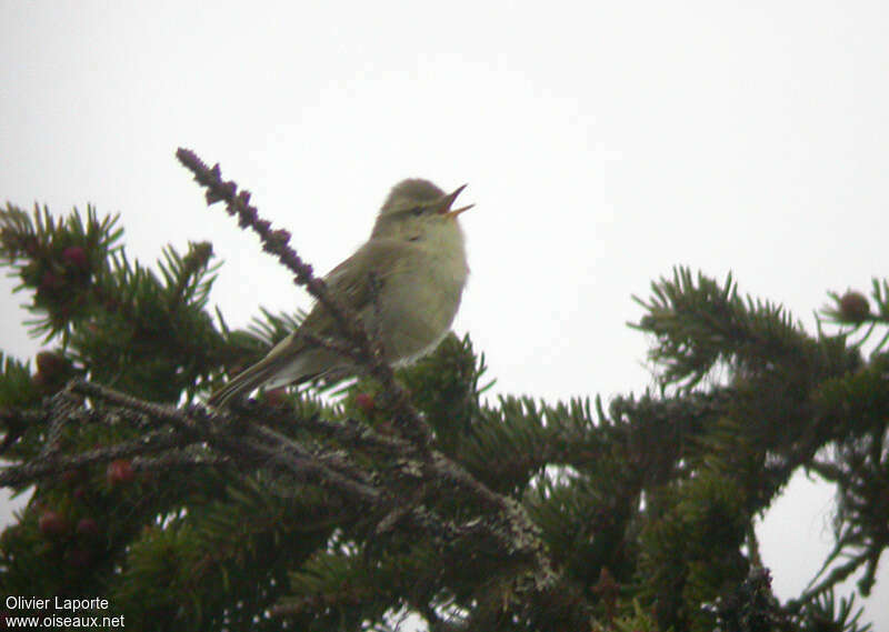 Greenish Warbler male adult, song
