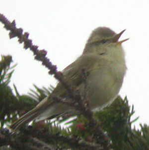 Greenish Warbler 
&copy; Olivier Laporte