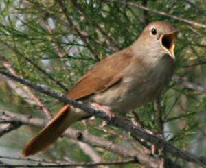 Common Nightingale 
&copy; Olivier Laporte