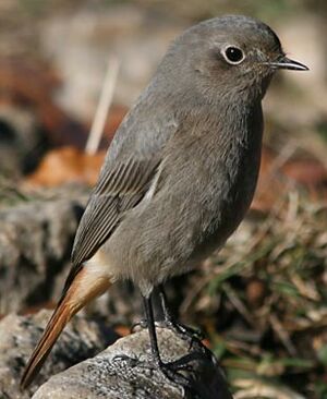 Black Redstart