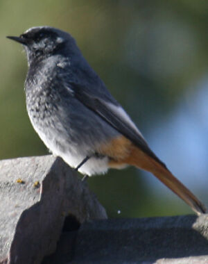 Black Redstart