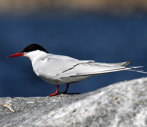 Arctic Tern 
&copy; Olivier Laporte
