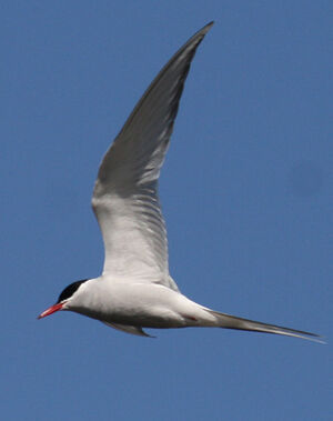 Arctic Tern 
&copy; Olivier Laporte
