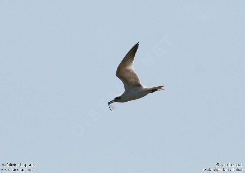 Gull-billed Ternimmature, identification, Flight, feeding habits