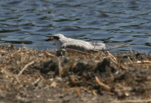 Gull-billed Tern