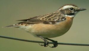 Whinchat