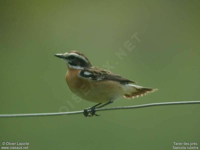 Whinchat male adult breeding
