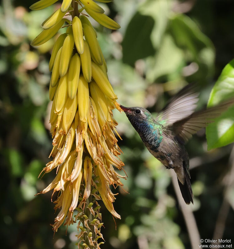 Broad-billed Hummingbird male immature