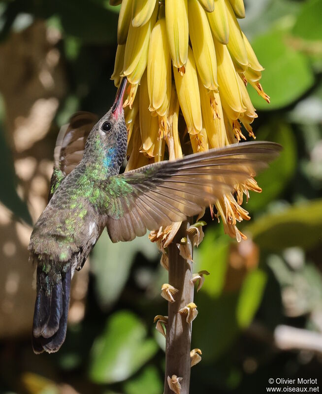 Broad-billed Hummingbird male immature