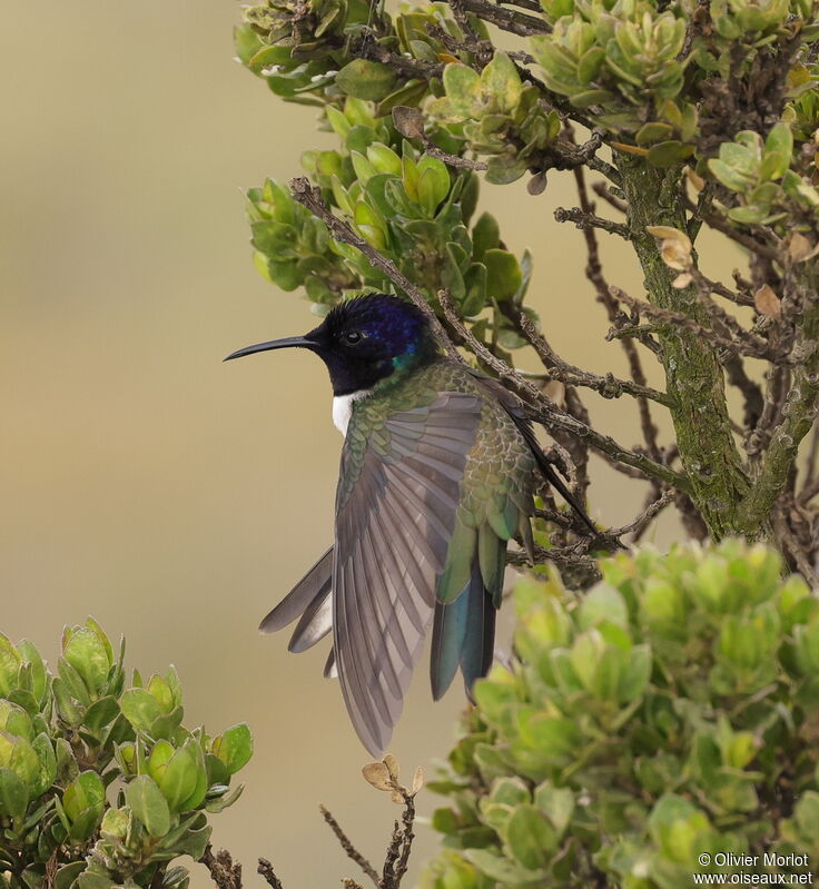 Colibri du Chimborazo