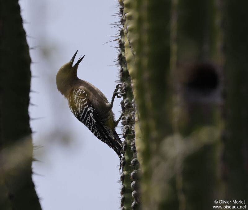 Pic des saguaros femelle