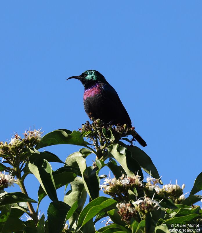 Purple-banded Sunbird