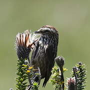 Andean Tit-Spinetail