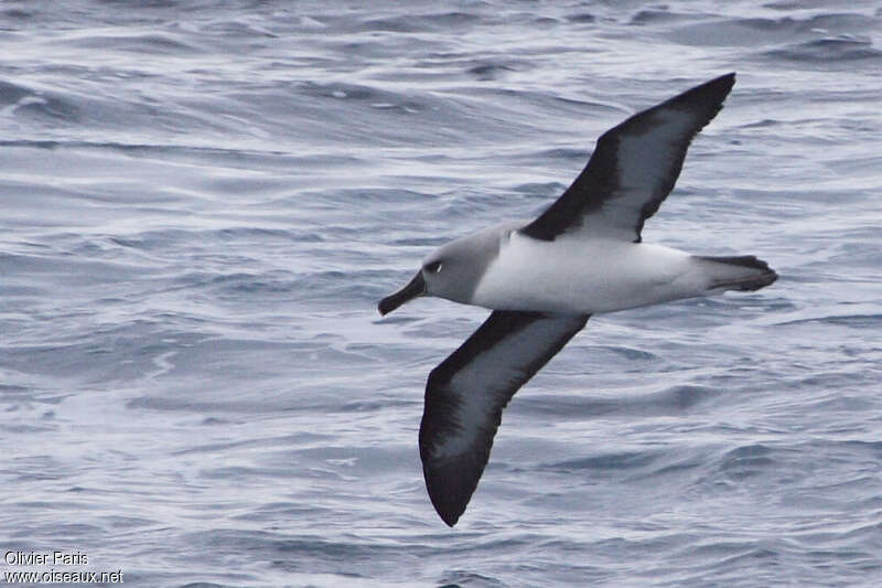 Grey-headed Albatross, Flight