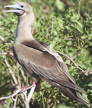 Fou à pieds rouges