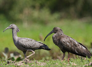 Plumbeous Ibis