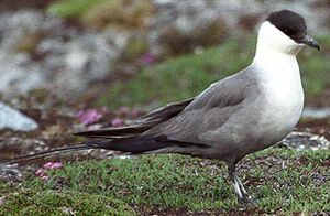 Long-tailed Jaeger
