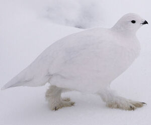 Willow Ptarmigan