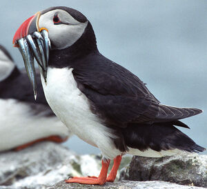 Atlantic Puffin