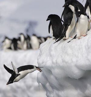 Adelie Penguin