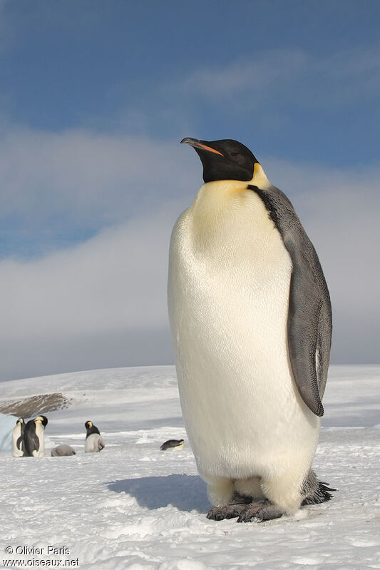 Emperor Penguinadult, identification