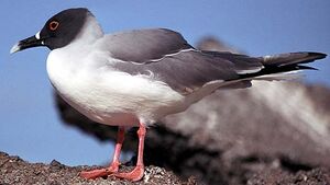 Swallow-tailed Gull