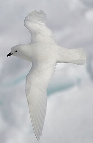 Snow Petrel