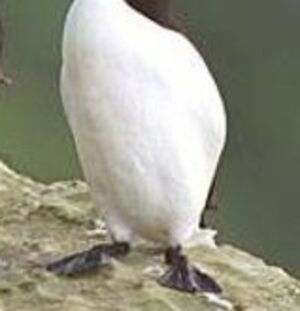 Razorbill