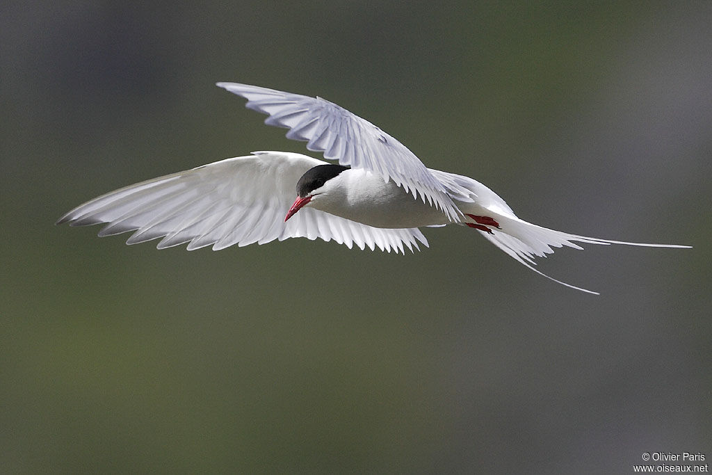 Arctic Tern, Flight