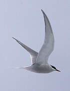 Antarctic Tern