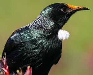 Tui