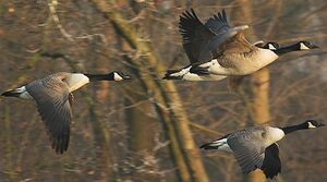 Canada Goose 
&copy; Pascal B�nard