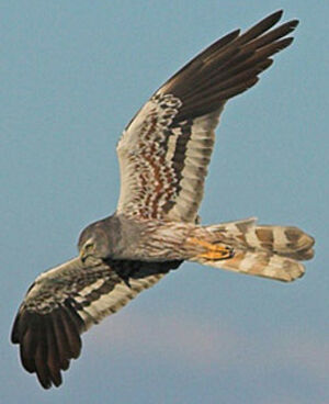 Busard cendré
