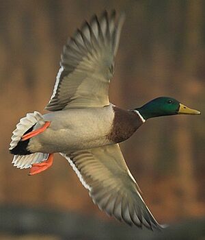 Mallard 
&copy; Pascal B�nard