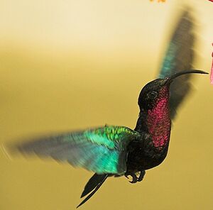 Colibri madère