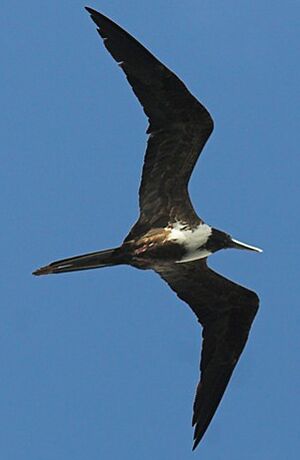 Magnificent Frigatebird