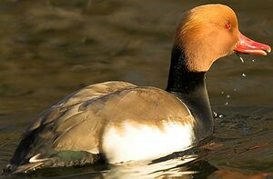 Red-crested Pochard 
&copy; Pascal B�nard