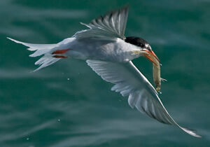 Common Tern 
&copy; Pascal B�nard