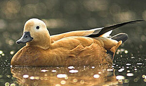 Ruddy Shelduck 
&copy; Pascal B�nard