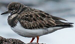 Ruddy Turnstone 
&copy; Pascal B�nard