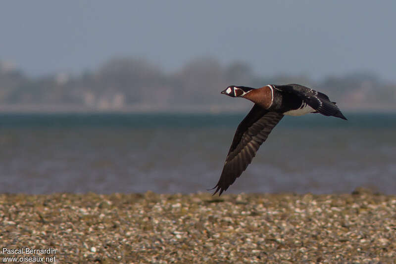 Red-breasted Gooseadult, Flight